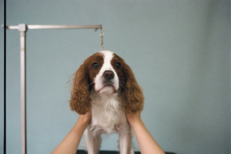 A spaniel standing calmly while being handled on the grooming table