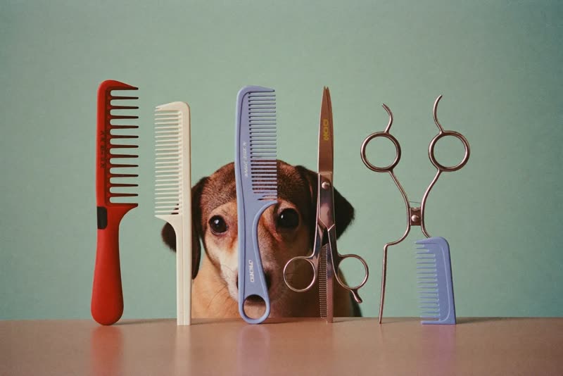 Grooming tools laid out ready for the next appointment