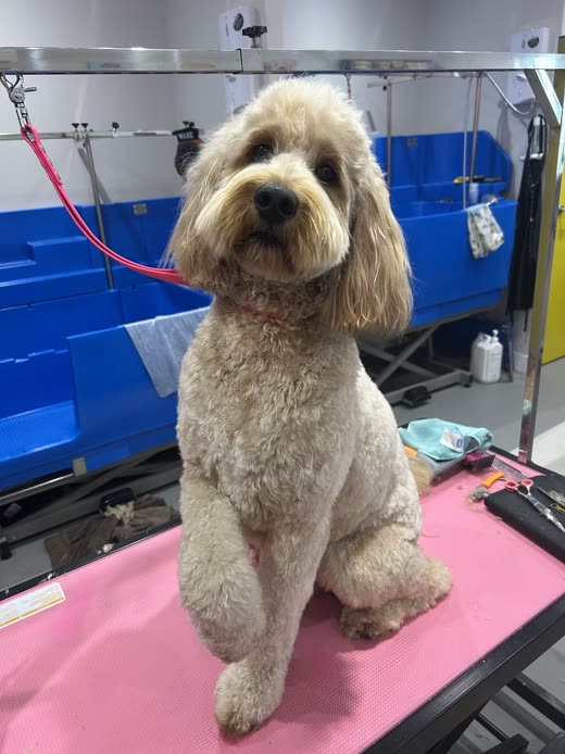 A freshly groomed cream cockapoo sitting on the grooming table at Haskell's Hairy Hounds